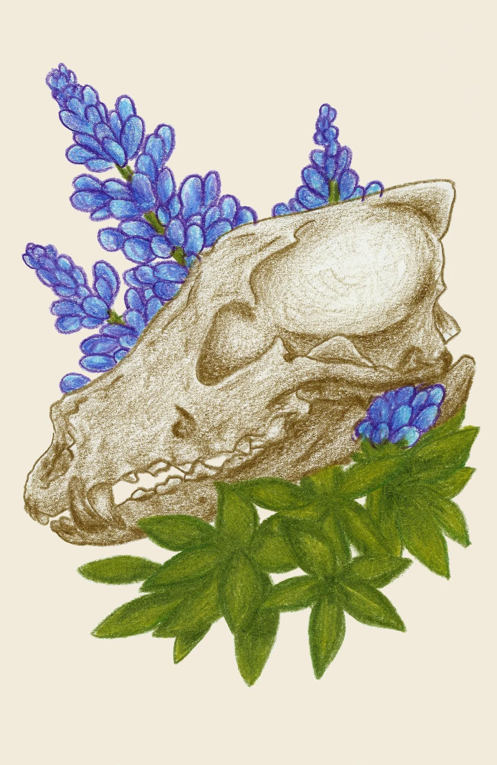 Coyote_Skull_Lupine_Clean.jpg