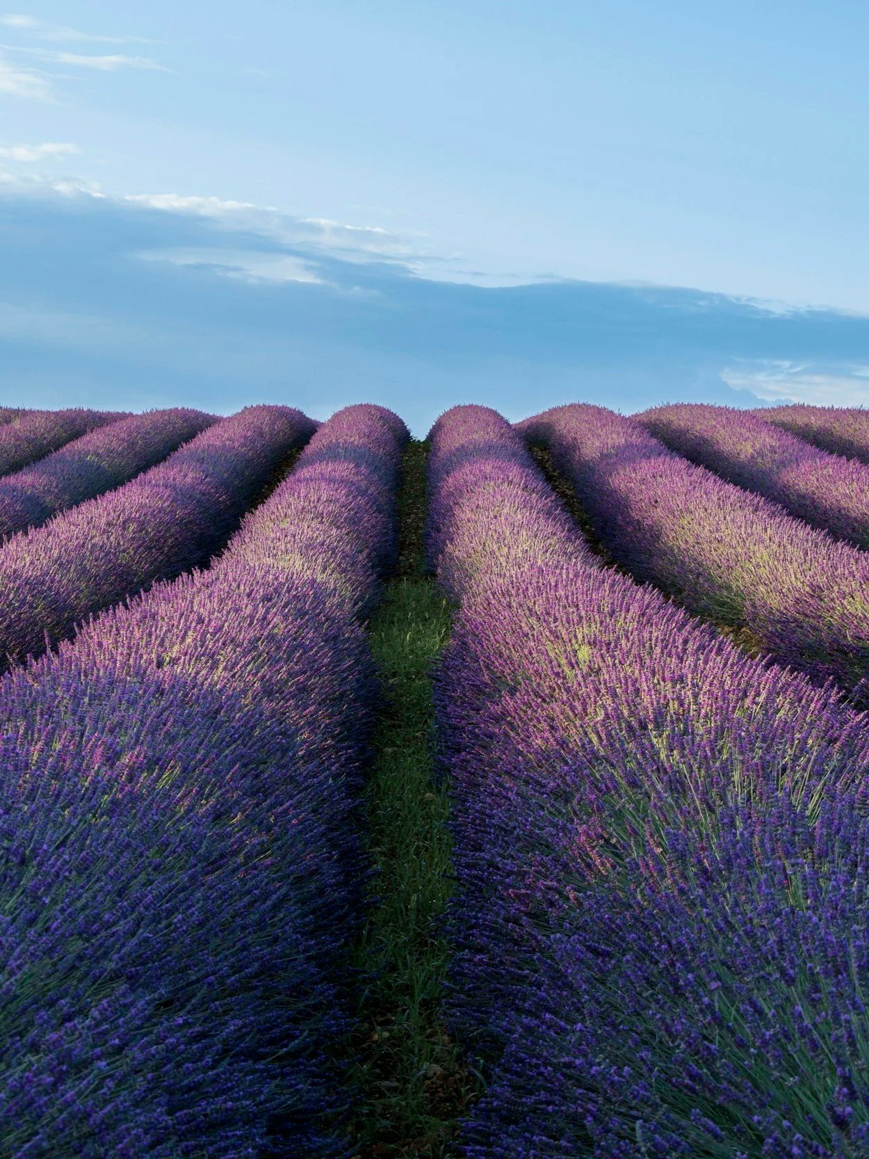 Lavender field with rows of purple lavender plants under a partly cloudy sky.