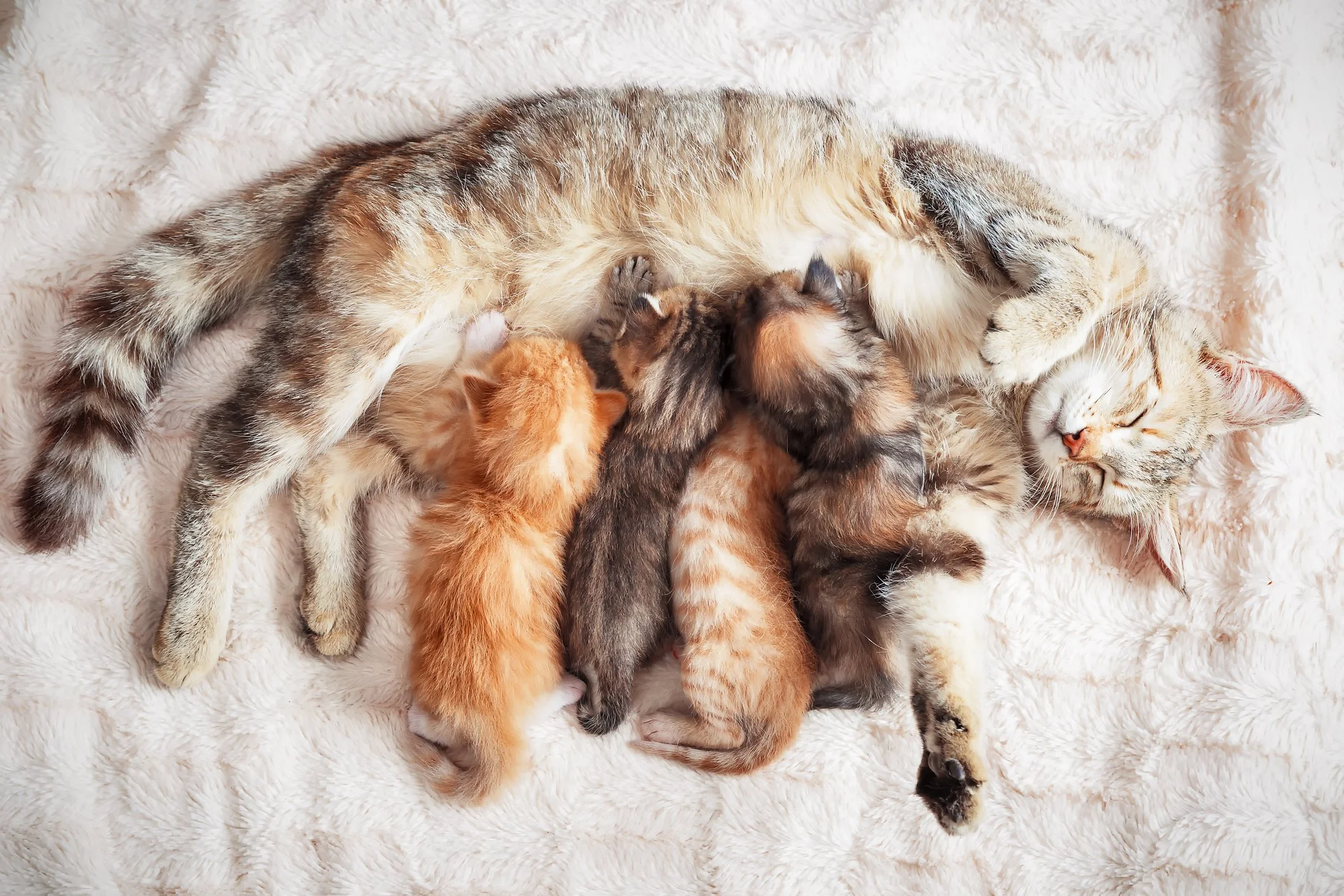 AnimalKind NY: Animal Welfare Organization and Shelter in Hudson, New York