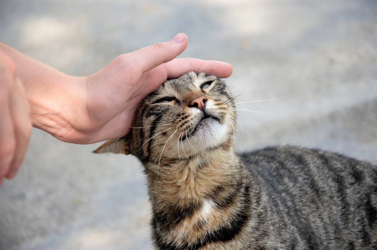 AnimalKind NY: Animal Welfare Organization and Shelter in Hudson, New York