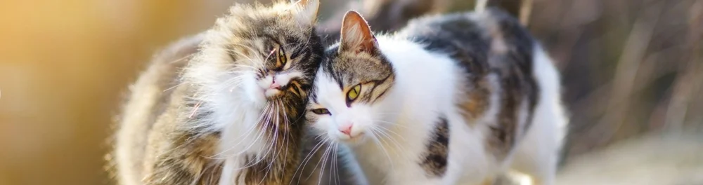AnimalKind NY: Animal Welfare Organization and Shelter in Hudson, New York