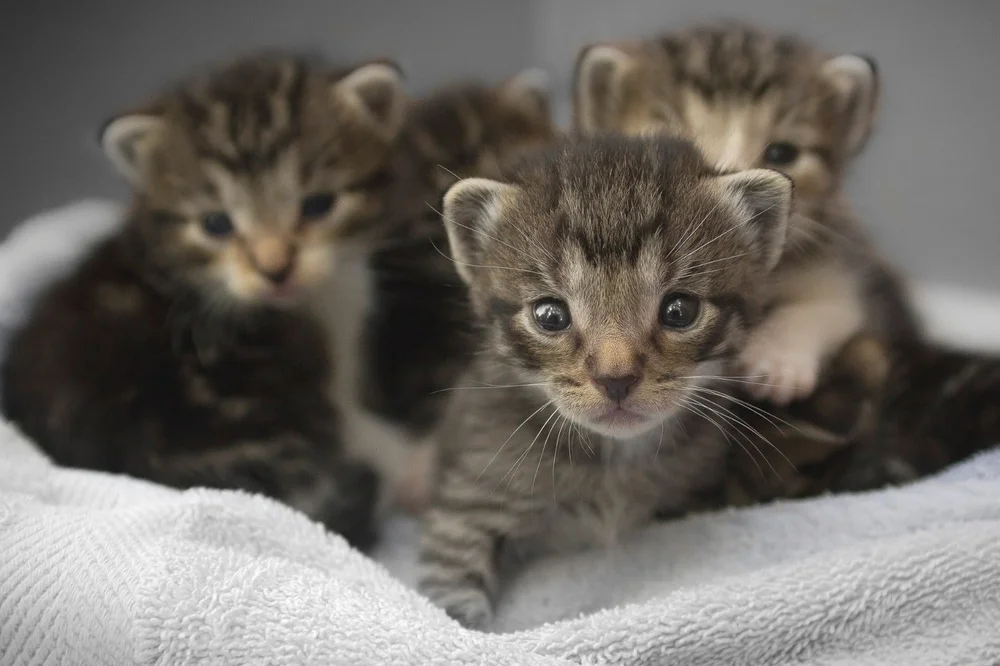 How many kittens has. How many kittens has