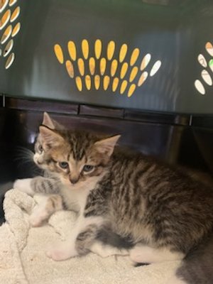 Emery elenas kitten.jpg