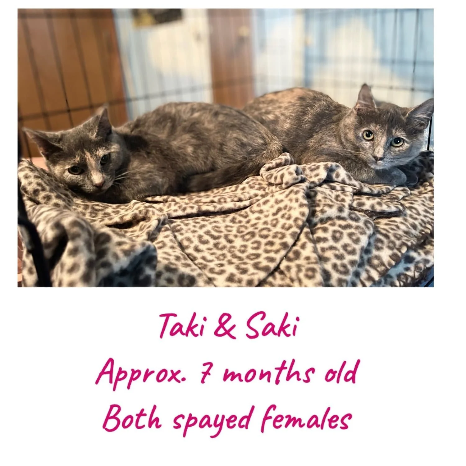 Taki and Saki-min.jpeg