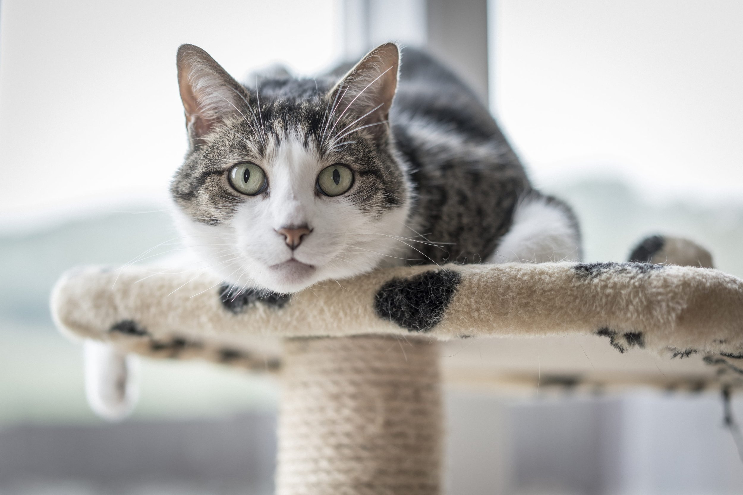 tiger white on cat tree.jpg