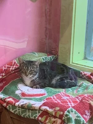 Harvest male tabby.jpeg