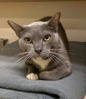 Precious Acc grey and white.jpg