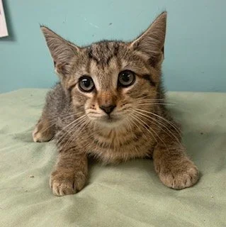 Delilah craryville TP cat.jpg