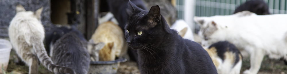AnimalKind NY: Animal Welfare Organization and Shelter in Hudson, New York