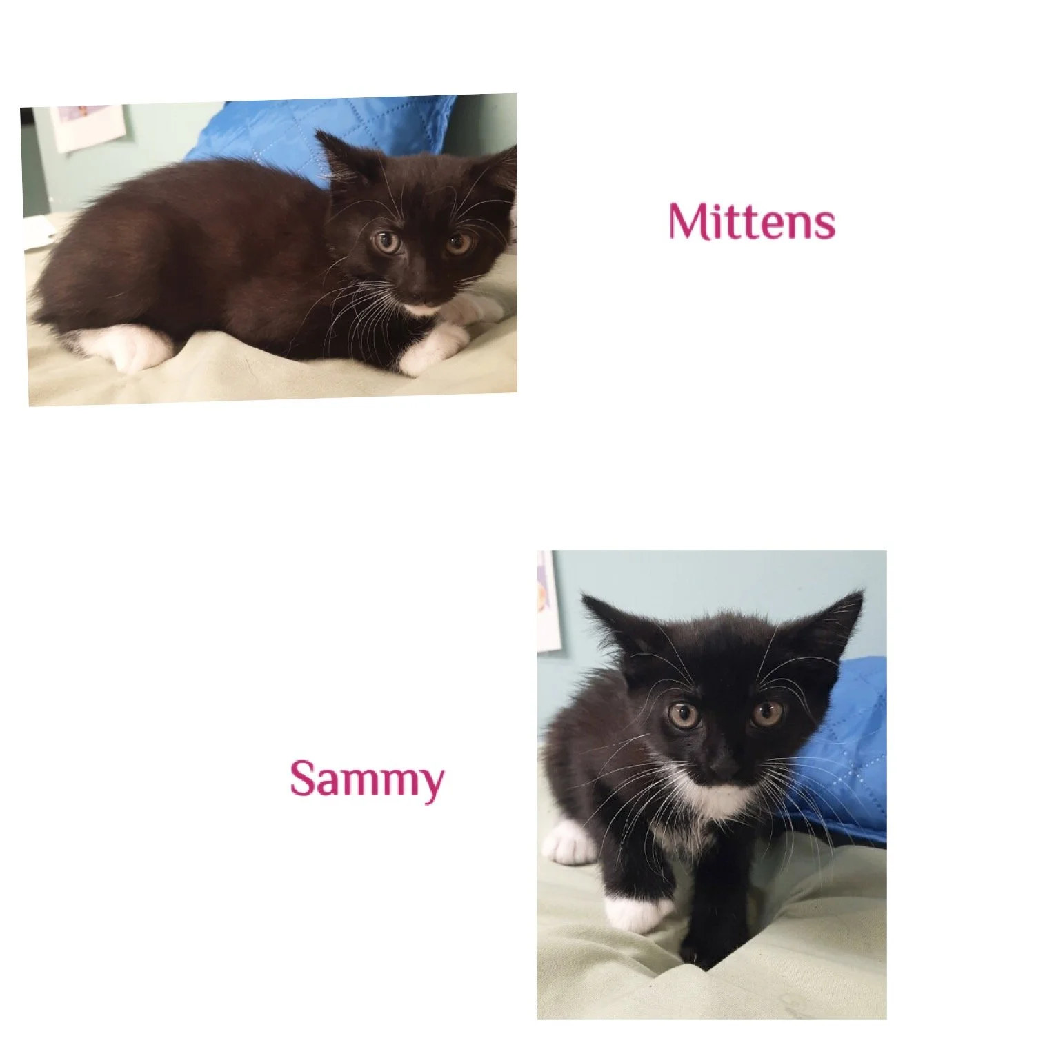 Mittens and Sammy-bonded pair.JPG