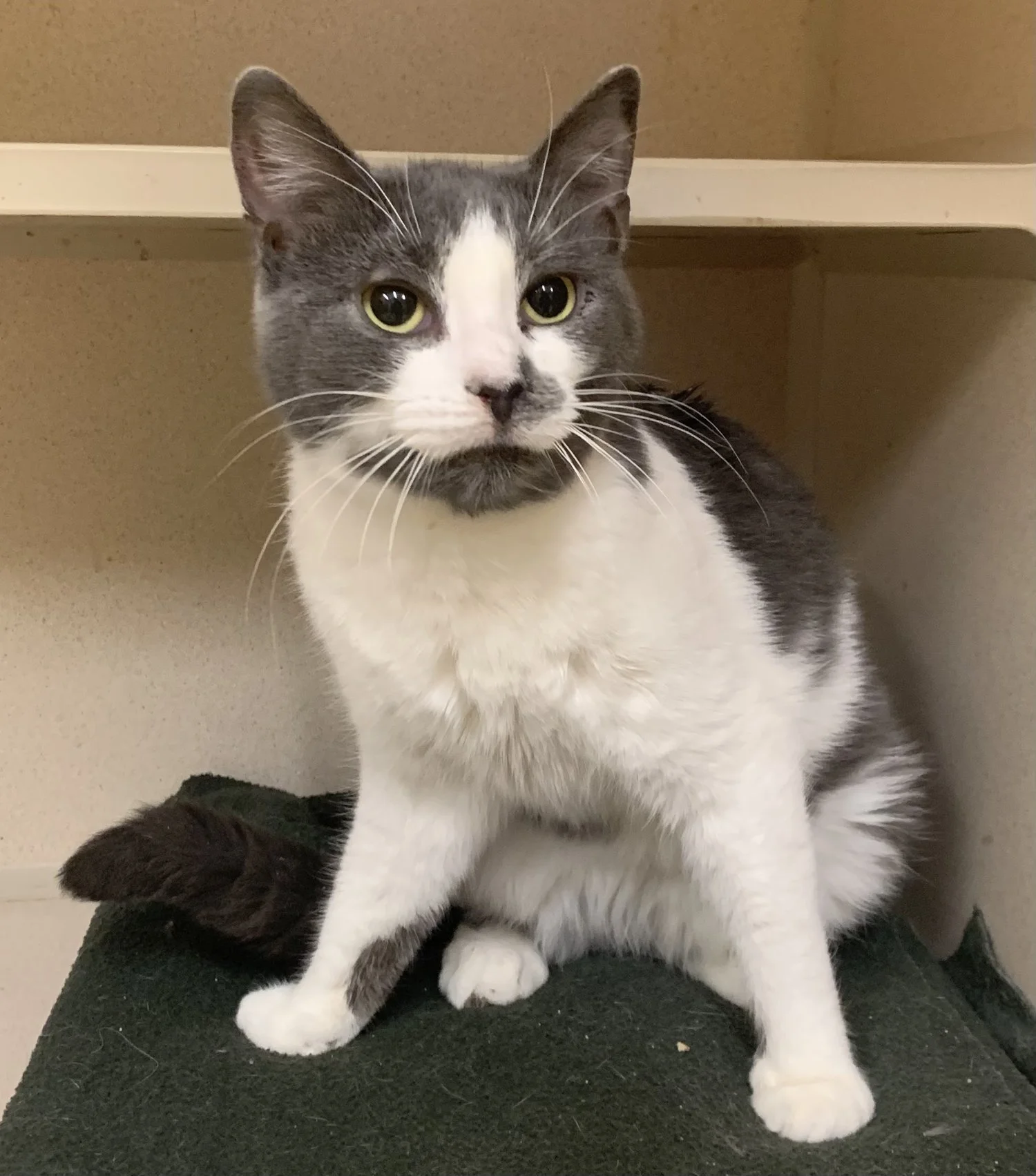 Little Star-min.jpeg