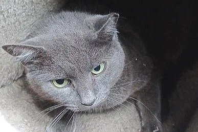 Smokey (1)-min.jpg