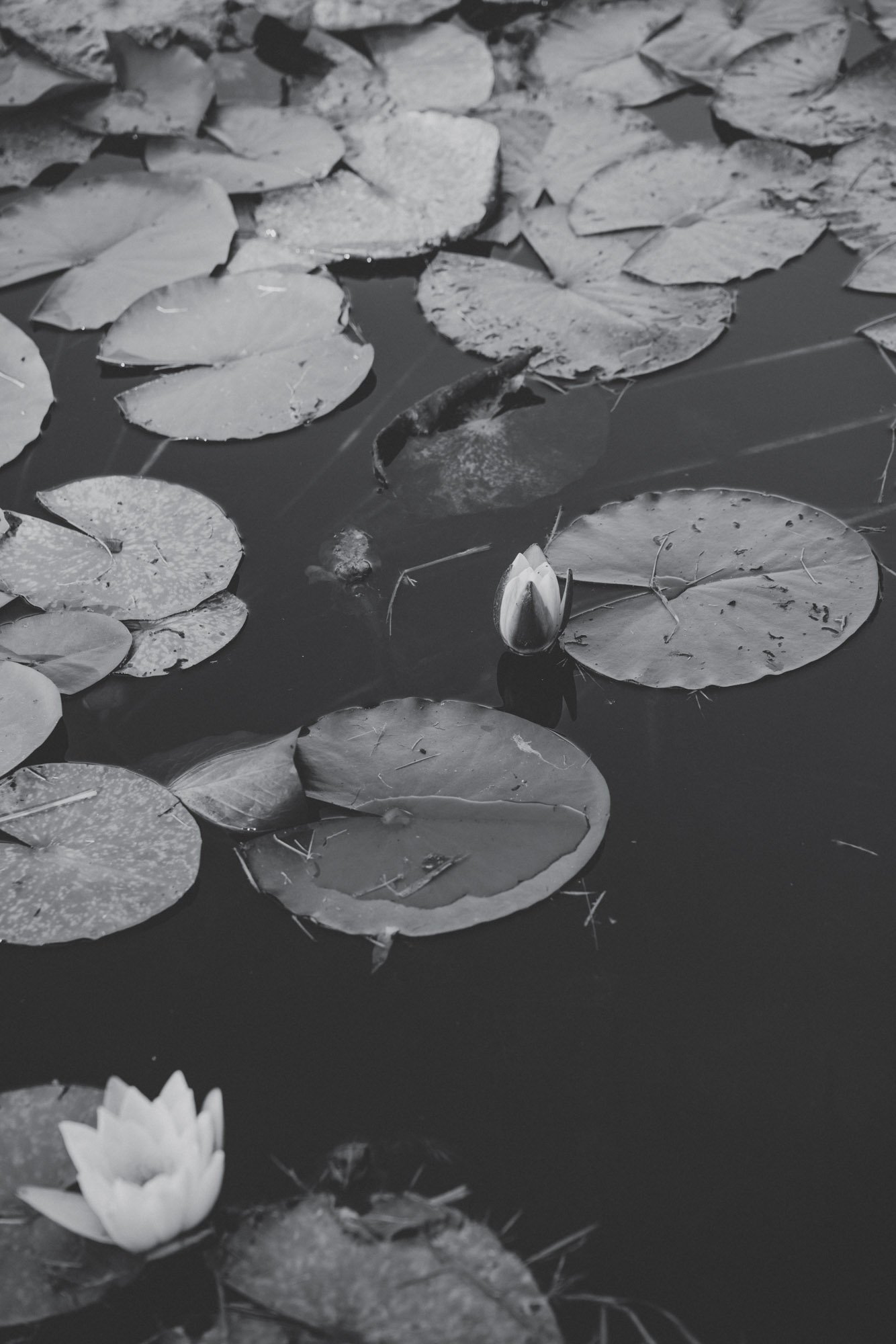 Mustelier JT 25-69.jpg