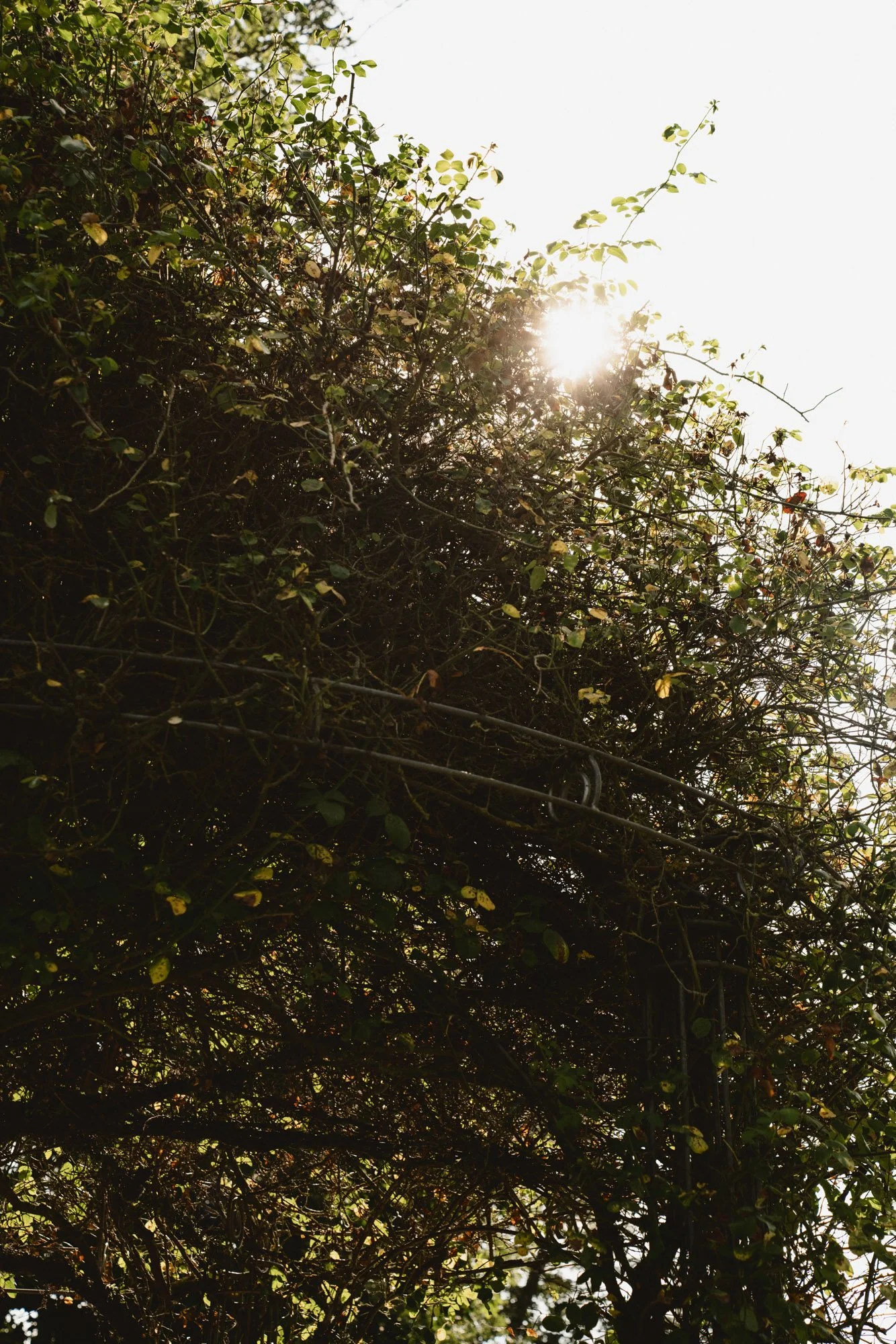 Mustelier JT 25-46.jpg