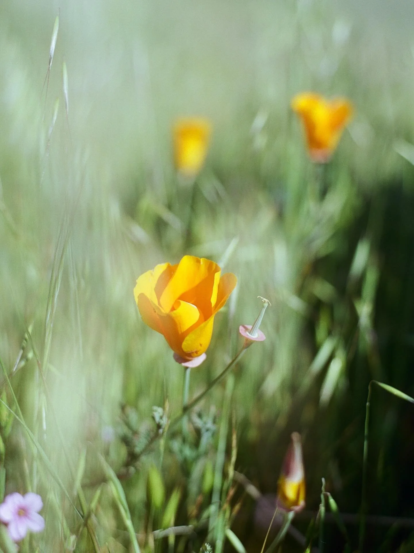 &lsquo;bout that time 🌸🌷🌿 film from spring &lsquo;25 

Feeling the shortness of winter this year; admiring the little floral prayers budding through the sunbaked dirt. Happy equinox to all who celebrate seasons 〰️

#film #nikon