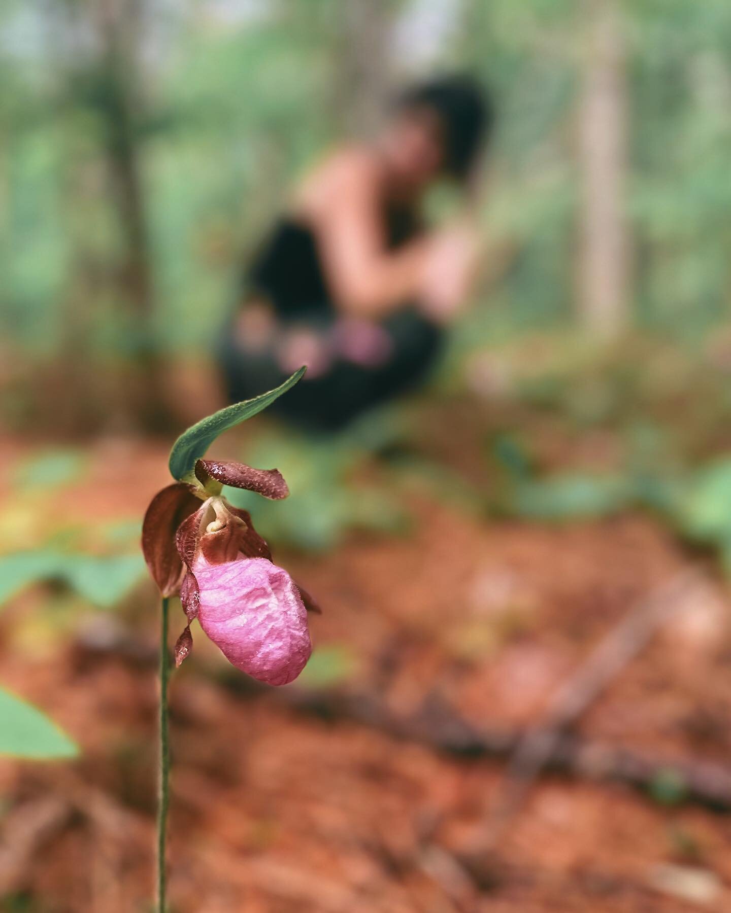 Here&rsquo;s what I love about lady slipper orchids: at first, you think they&rsquo;re these showy heroes, putting out these fantastically unique blooms in an otherwise ho-hum forest. 

But then, you find out that they are slow growers; it can take 1