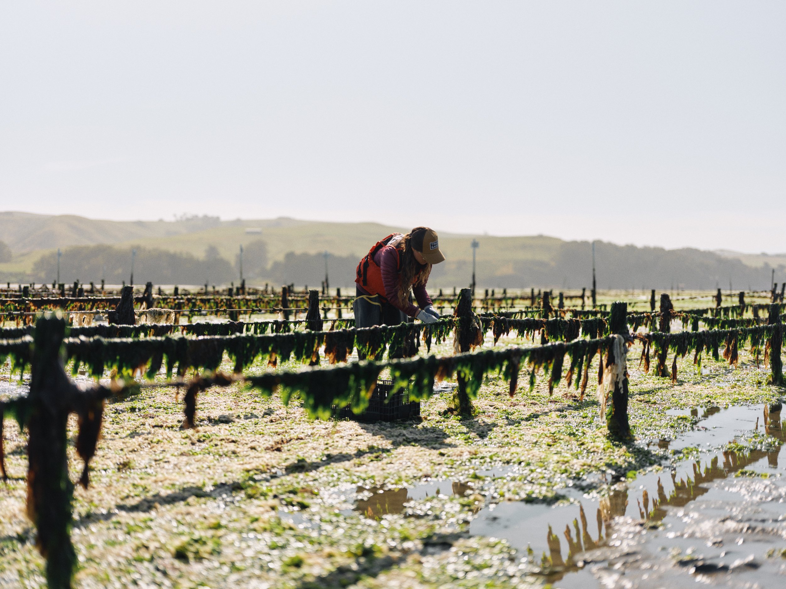 HogIslandNoriHarvest_018.jpg