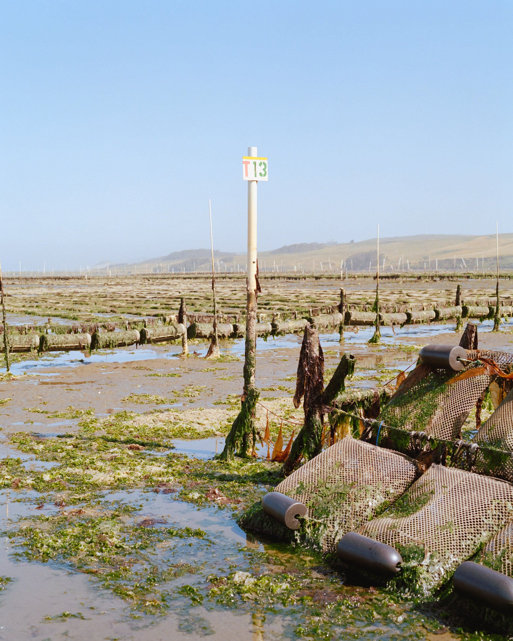 HogIslandNoriHarvest_005.jpg
