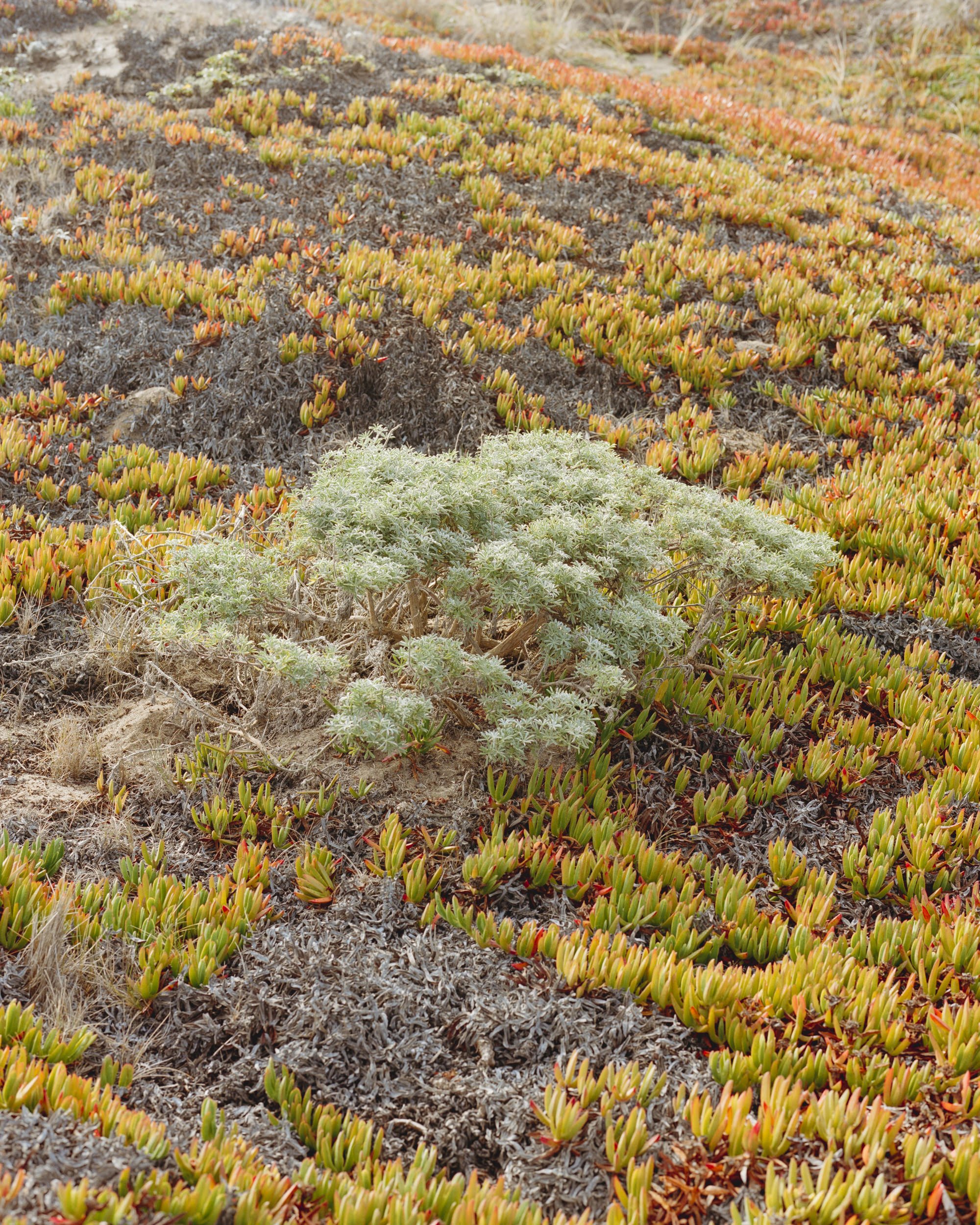 Point Reyes Film Oct03139-Edit.jpg