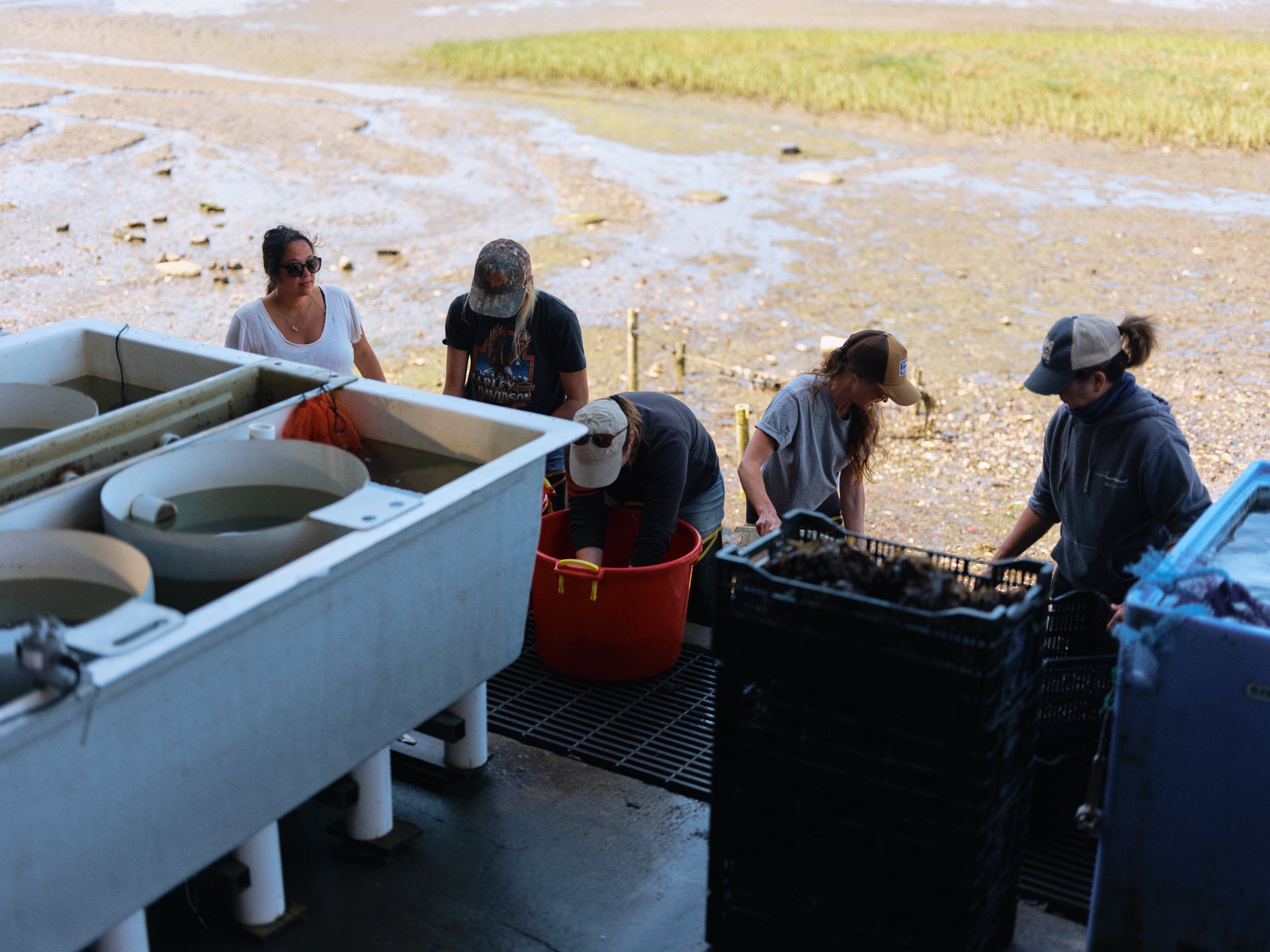 HogIslandNoriHarvest_024.jpg