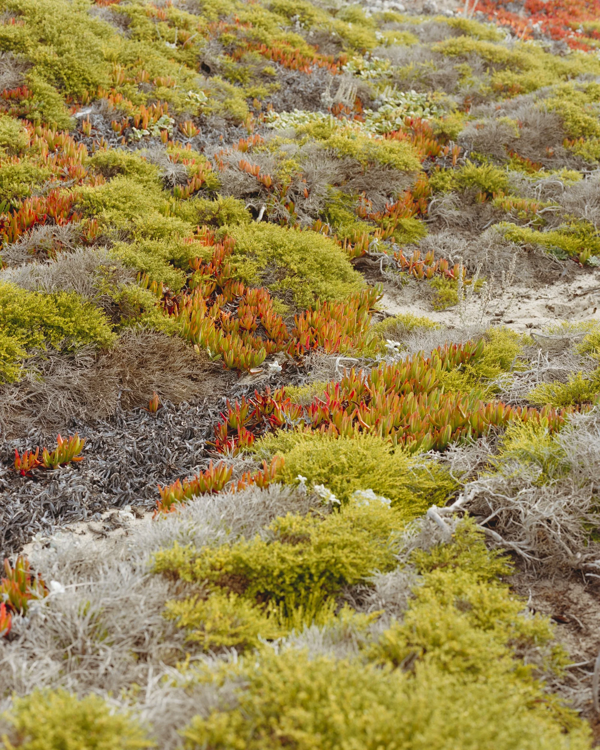 Point Reyes Film Oct03138-Edit.jpg