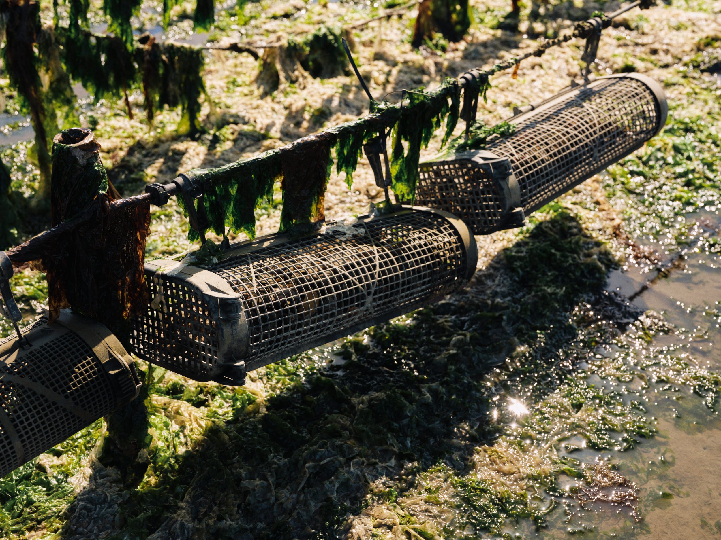 HogIslandNoriHarvest_020.jpg