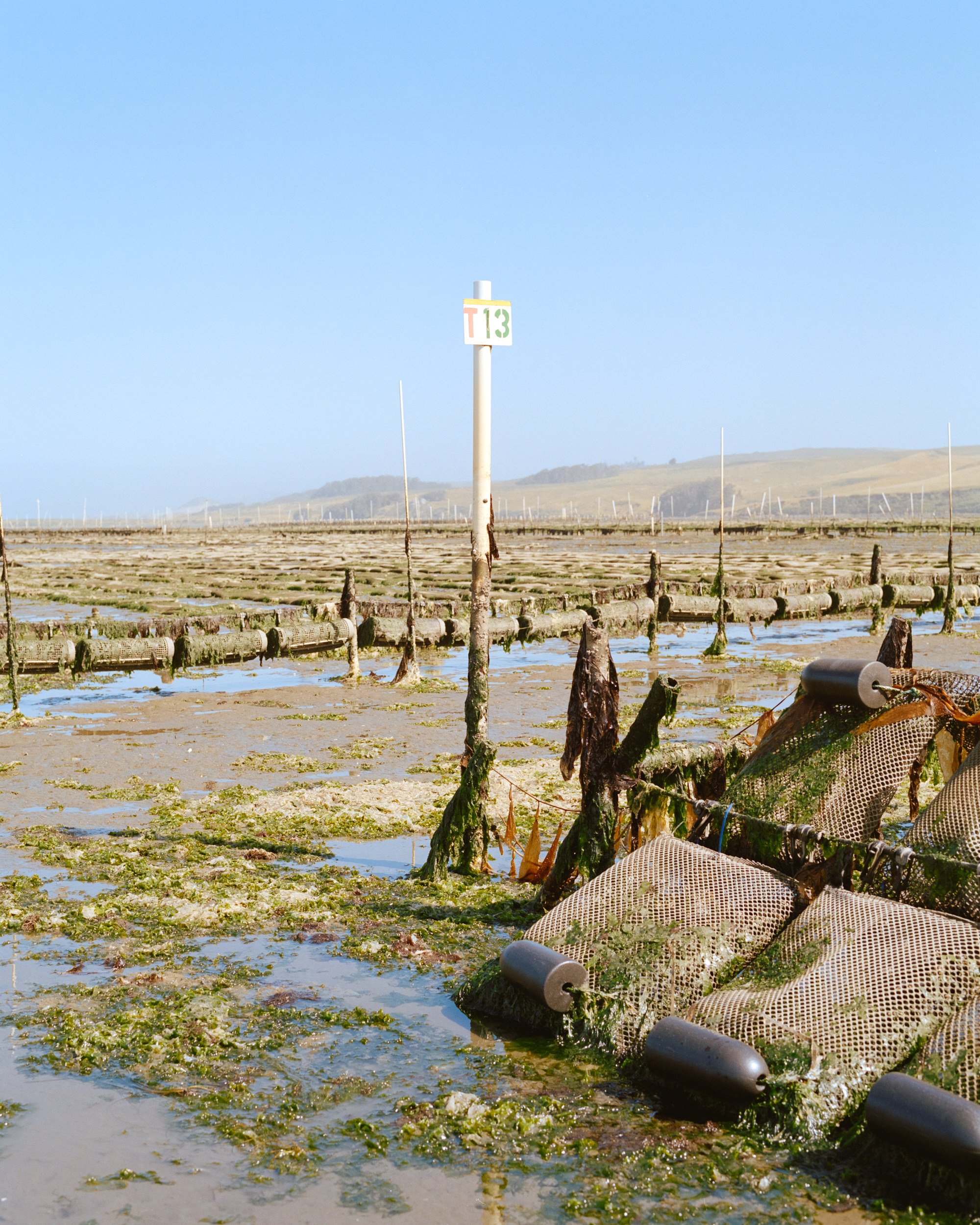 HogIslandNori_006.jpg