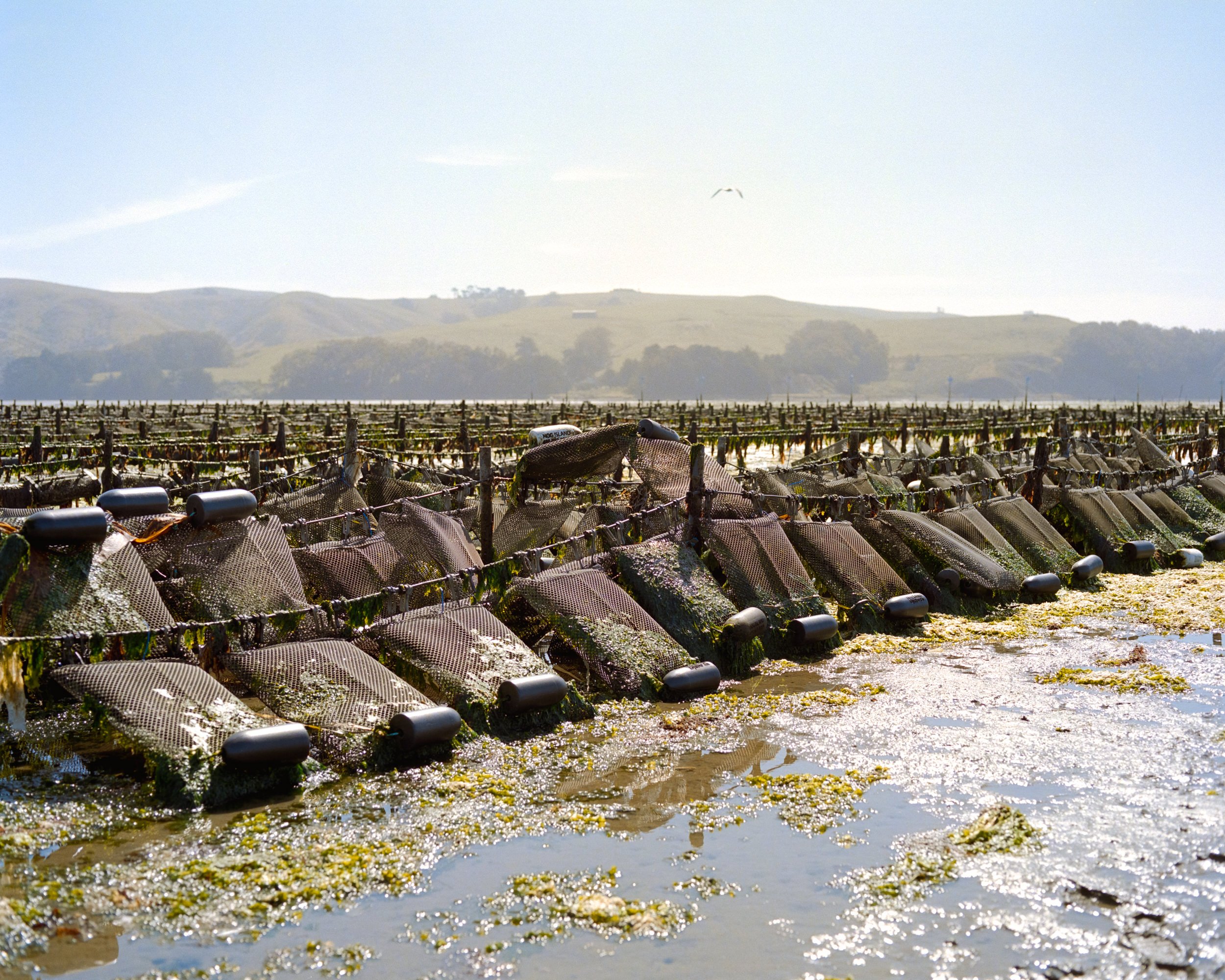 HogIslandNori_007.jpg