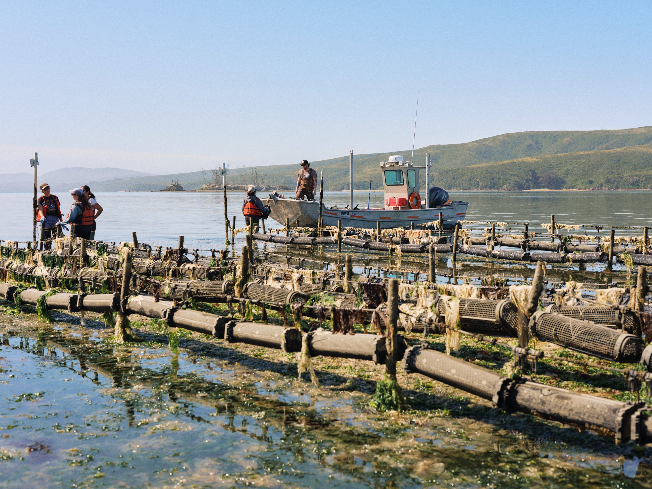 HogIslandNoriHarvest_021.jpg