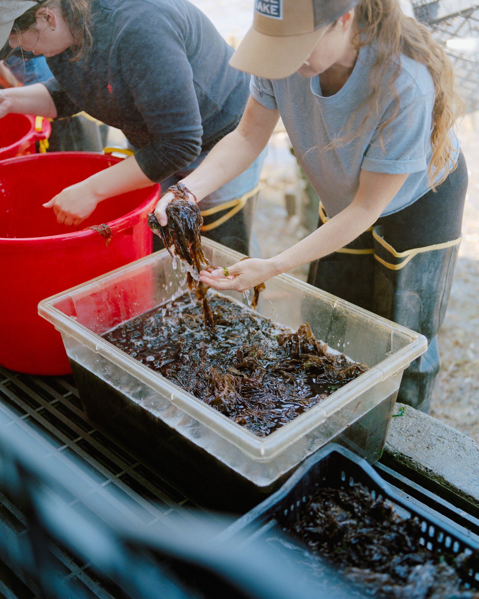 HogIslandNoriHarvest_014.jpg