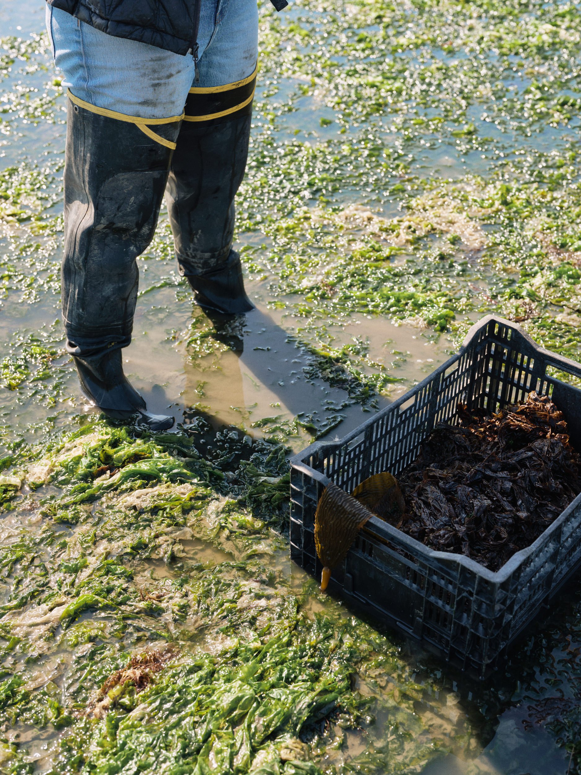 HogIslandNoriHarvest_022.jpg