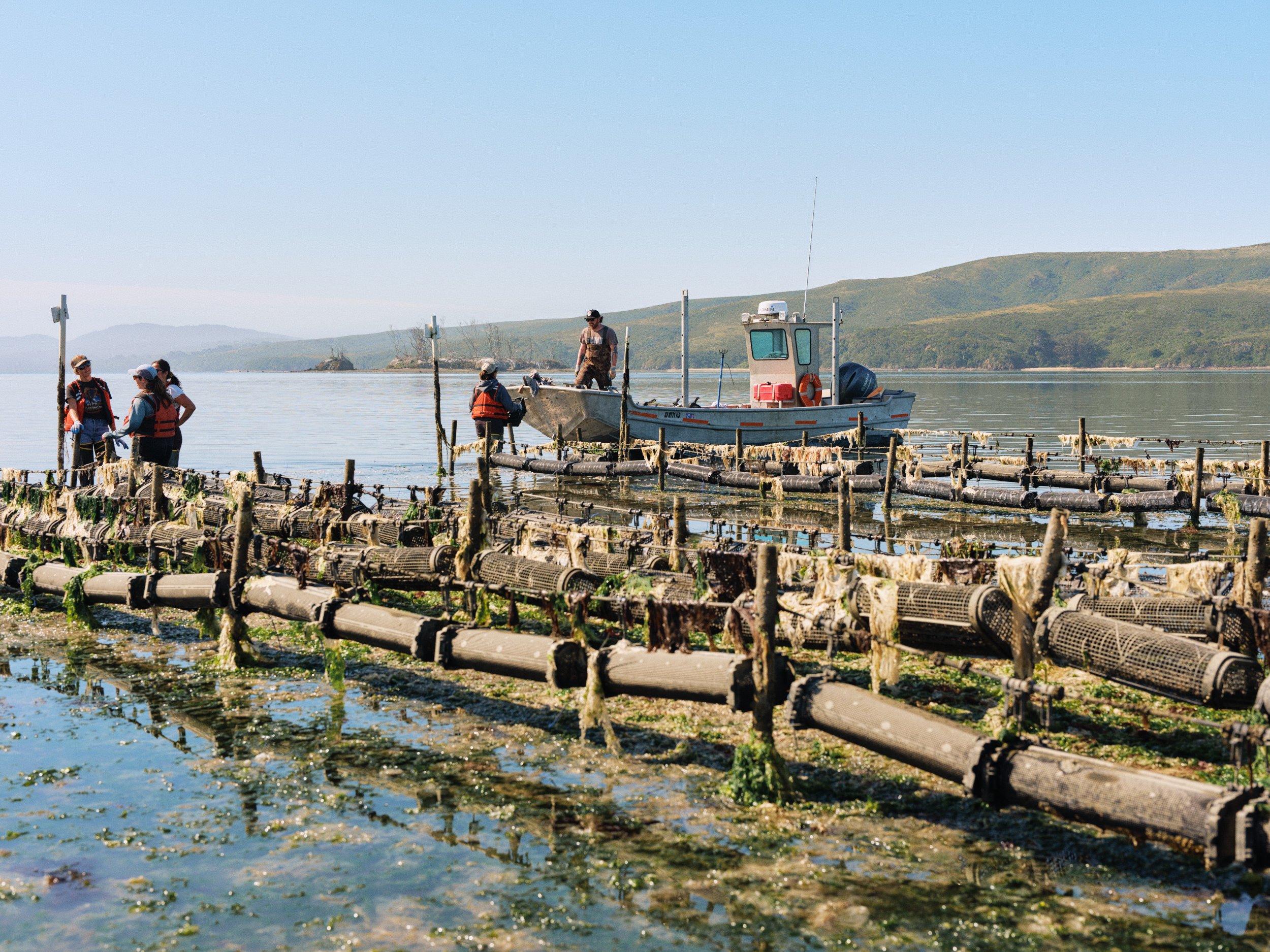 HogIslandNori_020.jpg