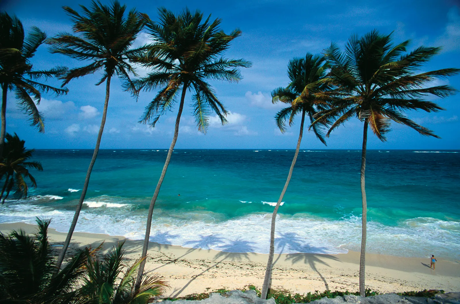 Palm-trees-ocean-Barbados.png