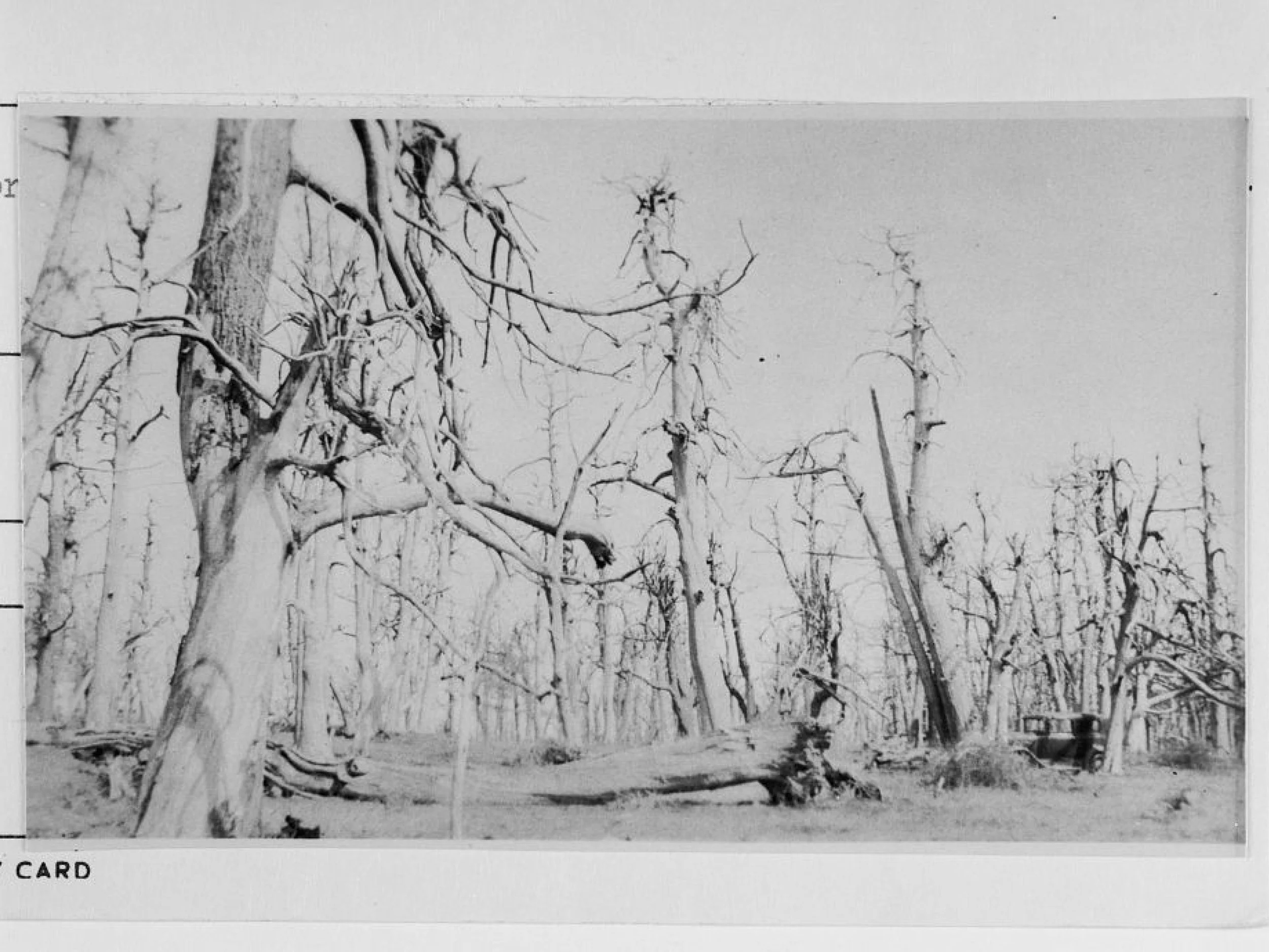 The Death of American Chestnuts