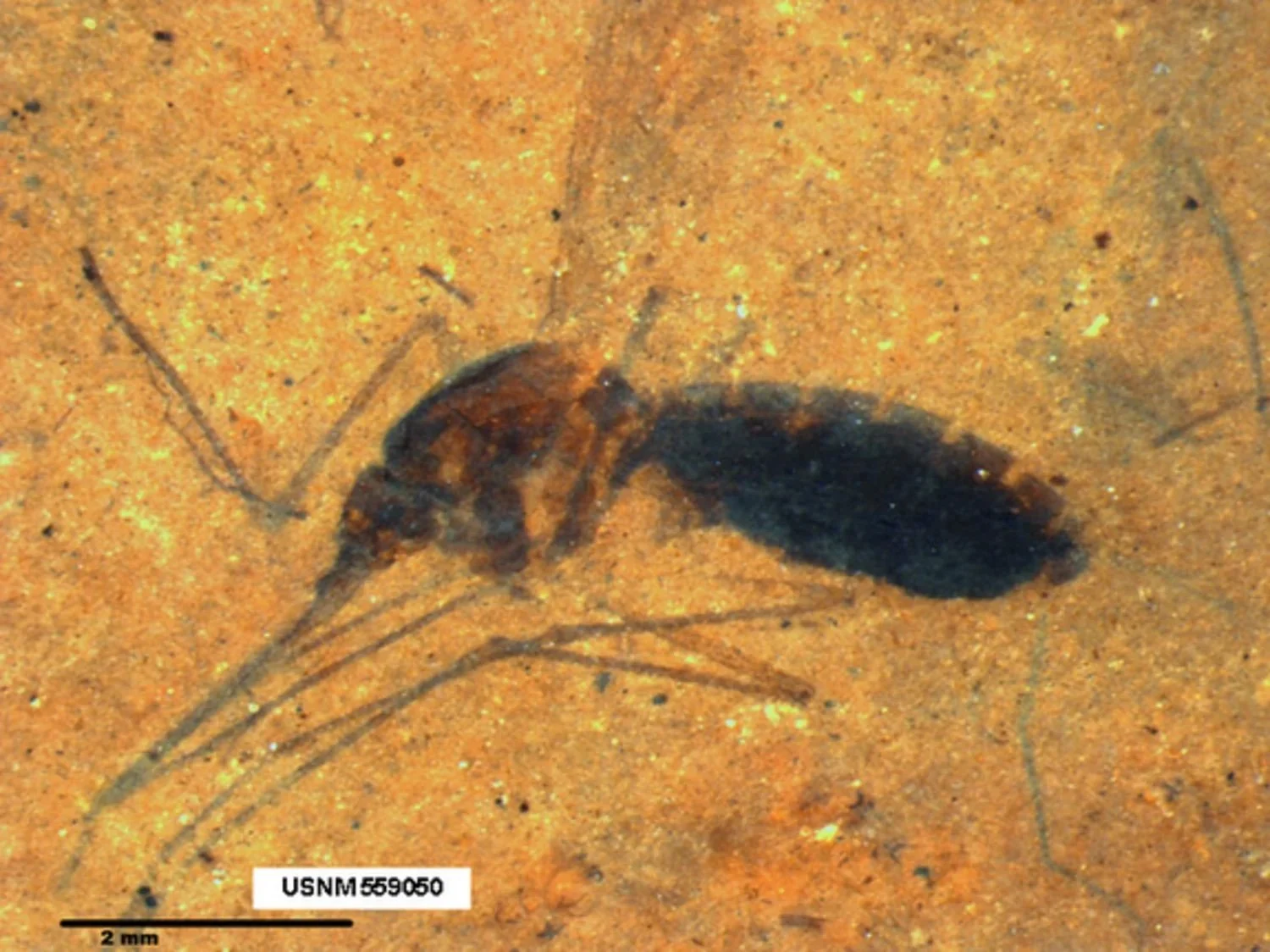 The World's Only Jurassic Park Fossils