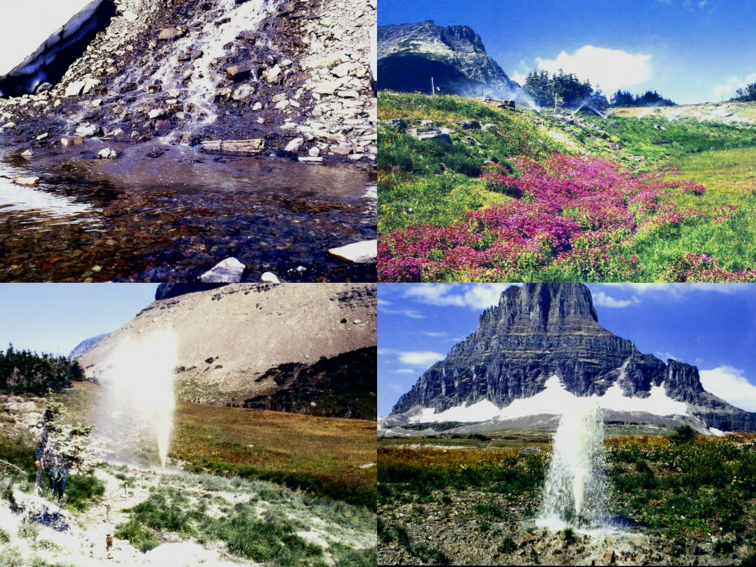 The Fecal Fountains of Logan Pass
