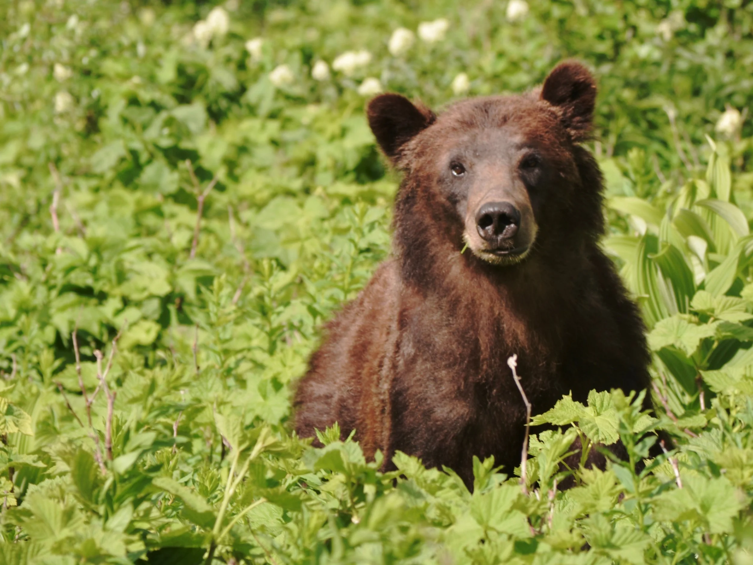 Grizzlies: An Icon, and a Neighbor