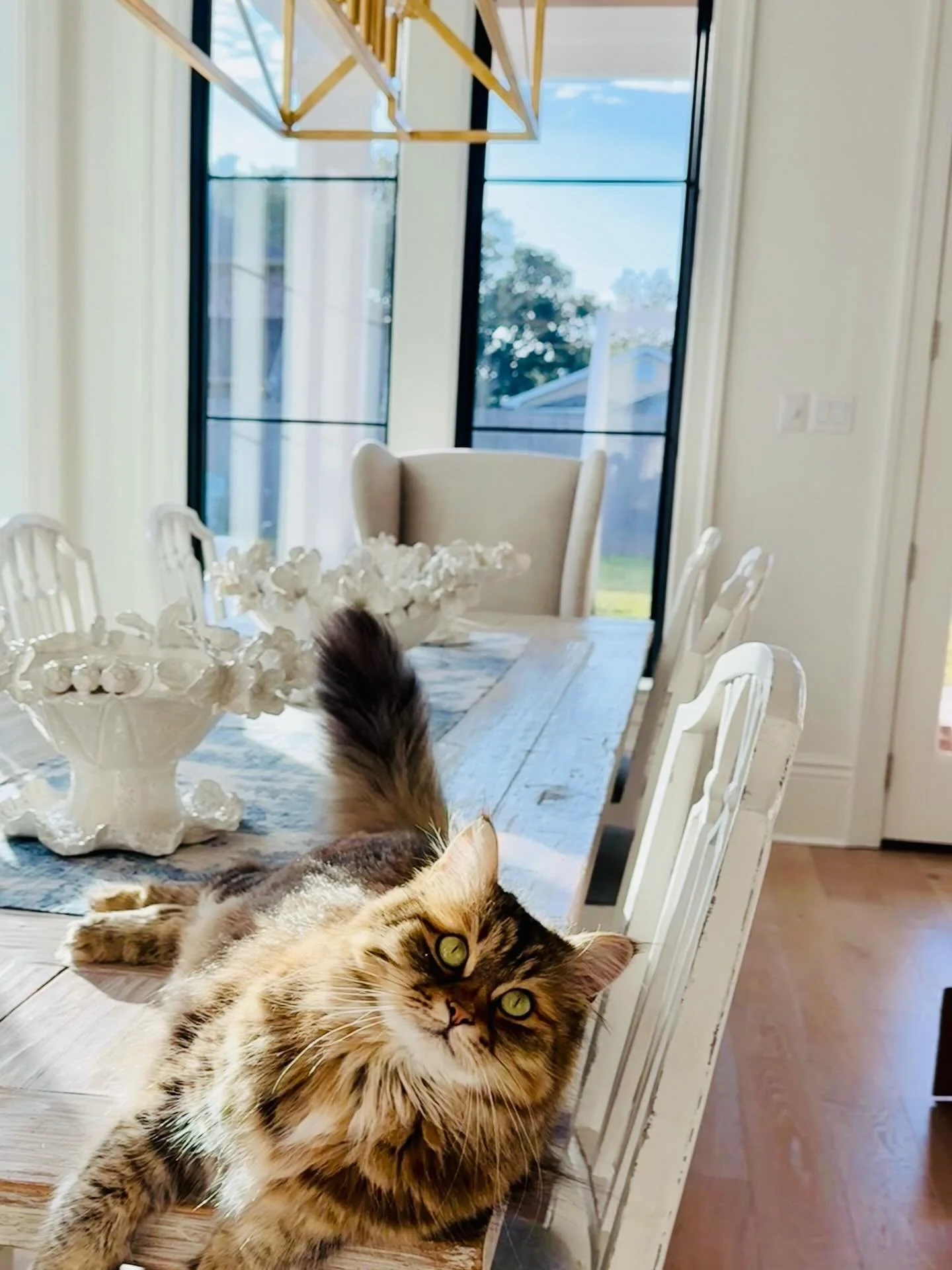 CLEO is BACK &hellip; with her 4th and 5th bowl selections she and her (shy) sister Ruby have many cozy napping spots to choose from!  Thank you Lettie for sharing, and, Sweet Dreams, Ladies 🐈🐈