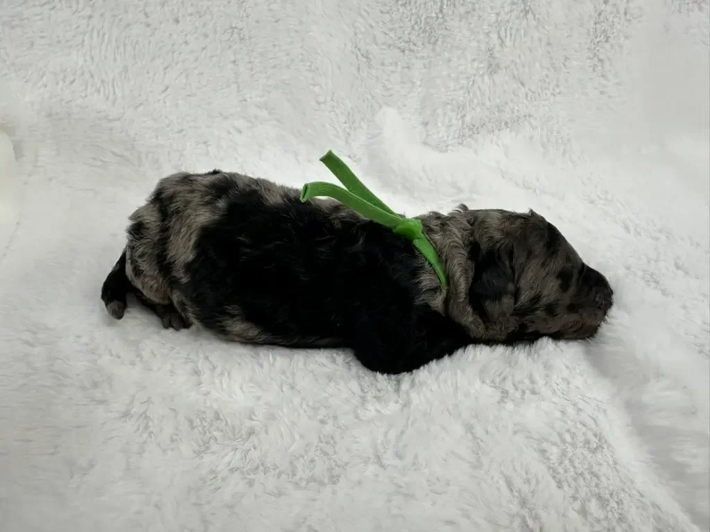 Duke