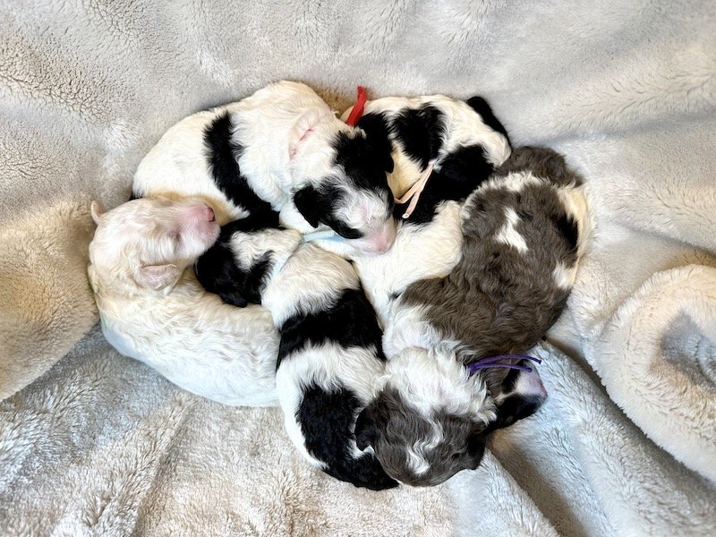 moyen-parti-poodle-puppies-in-a-circle