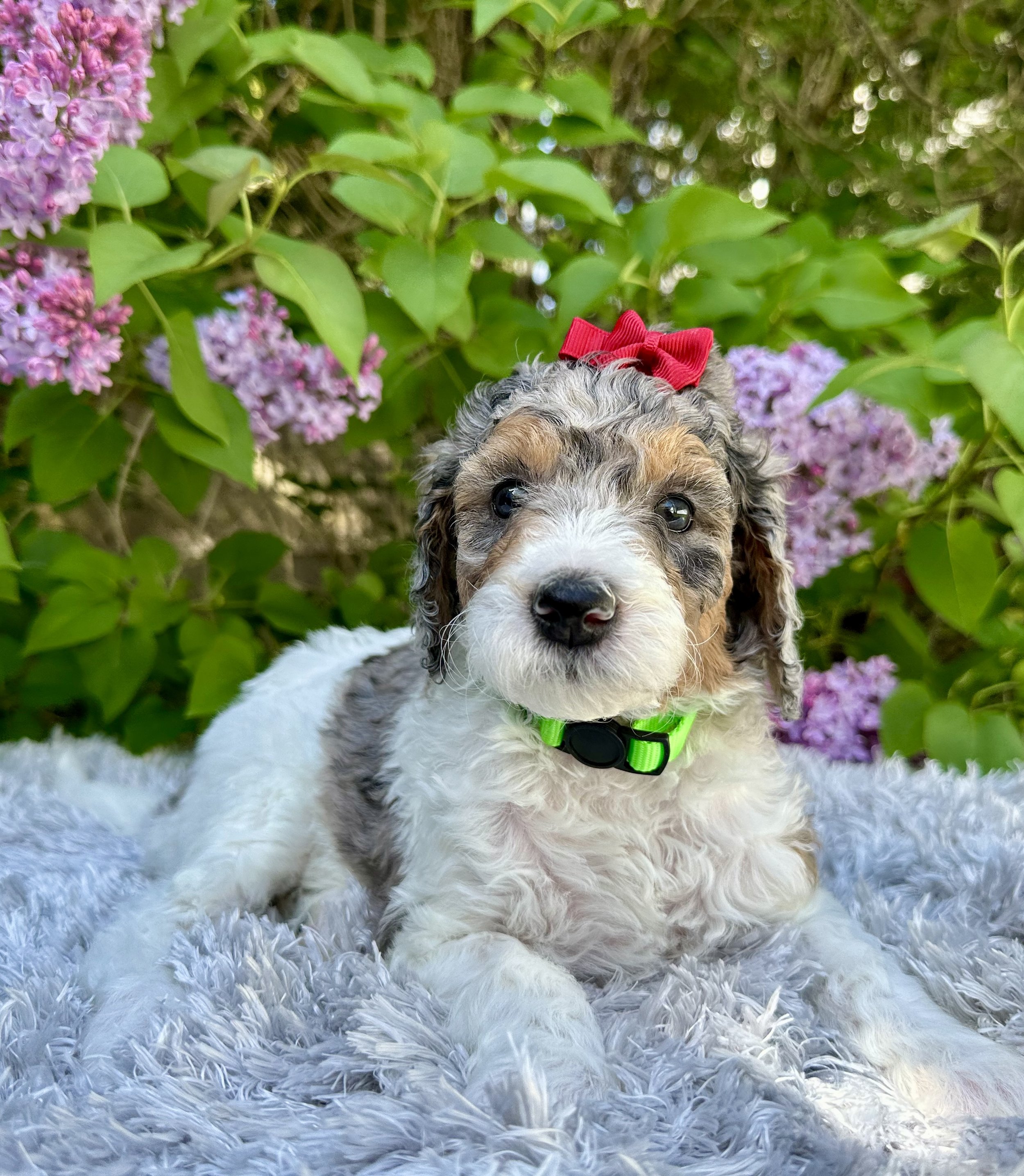 phantom-merle-parti-poodle-puppy