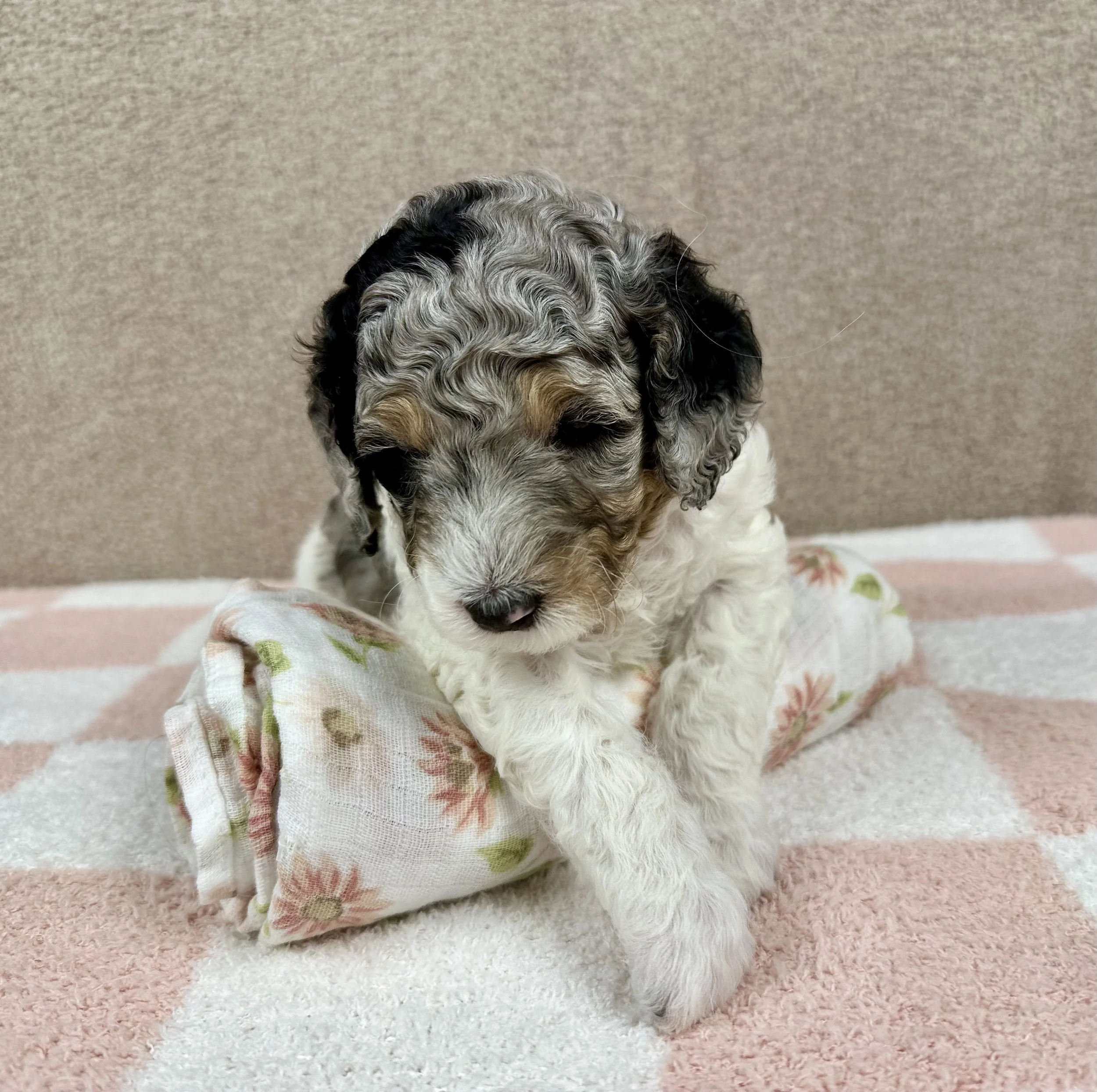 multi-colores-puppy-on-checkered-blanket