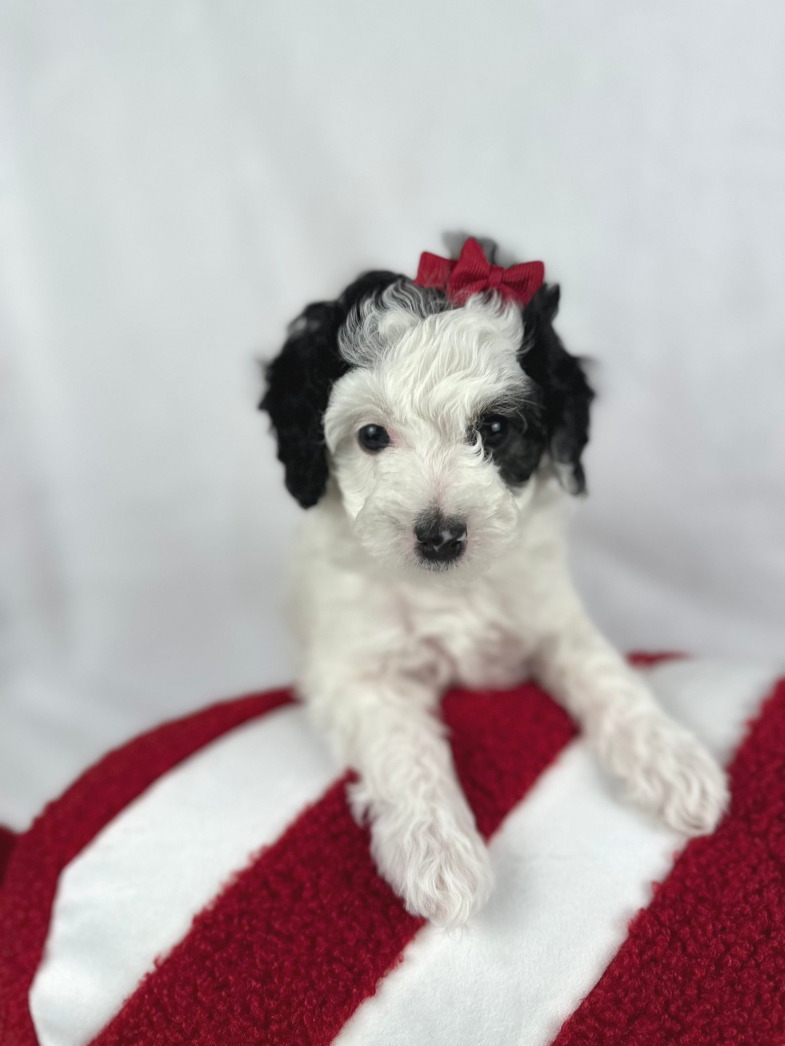 black-and-white-puppy-on-red-white-pillow