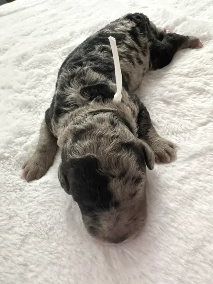 grey with black spots poodle puppy and white collar