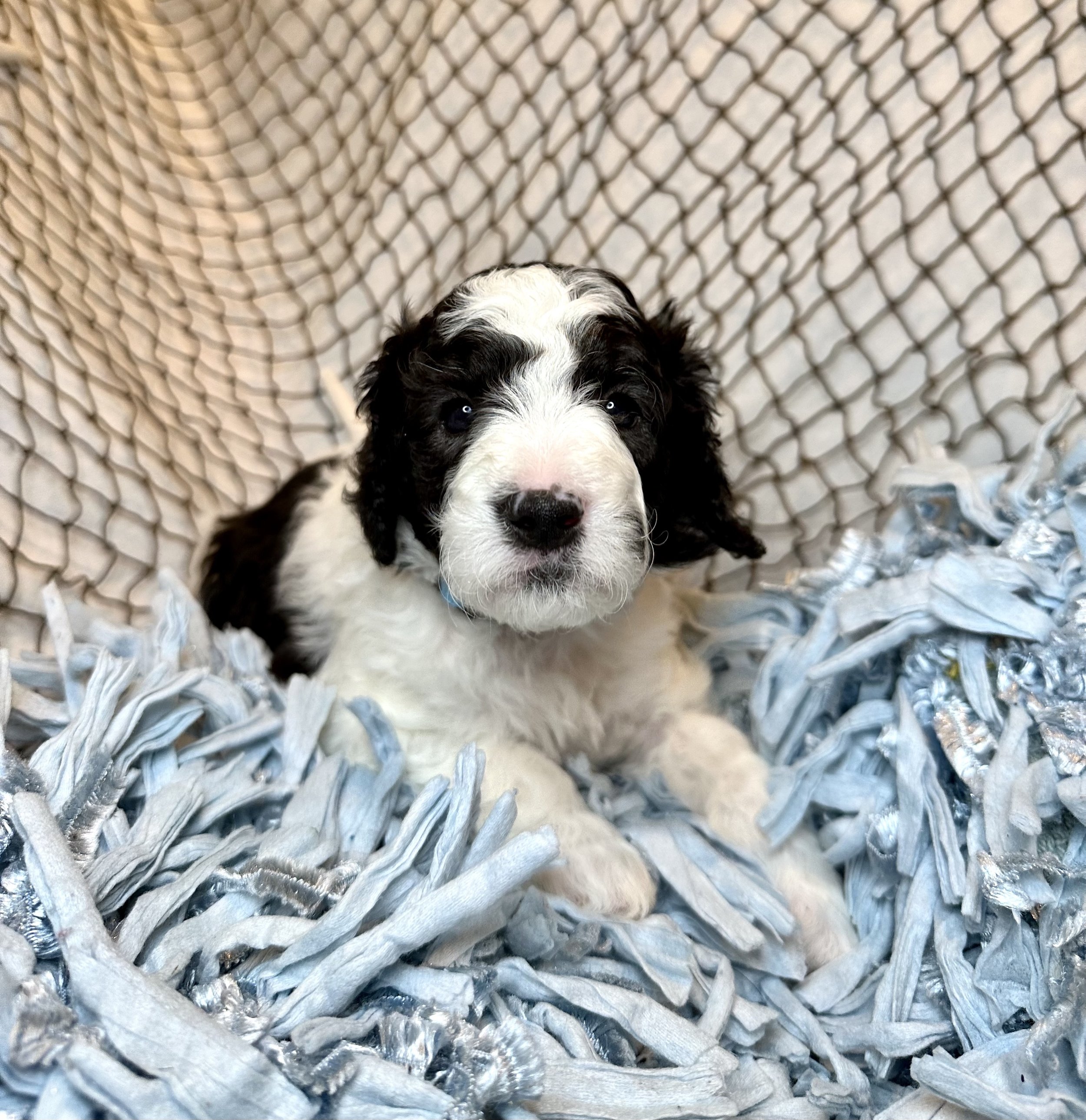 black-and-white-poodle-puppy-ocean-theme