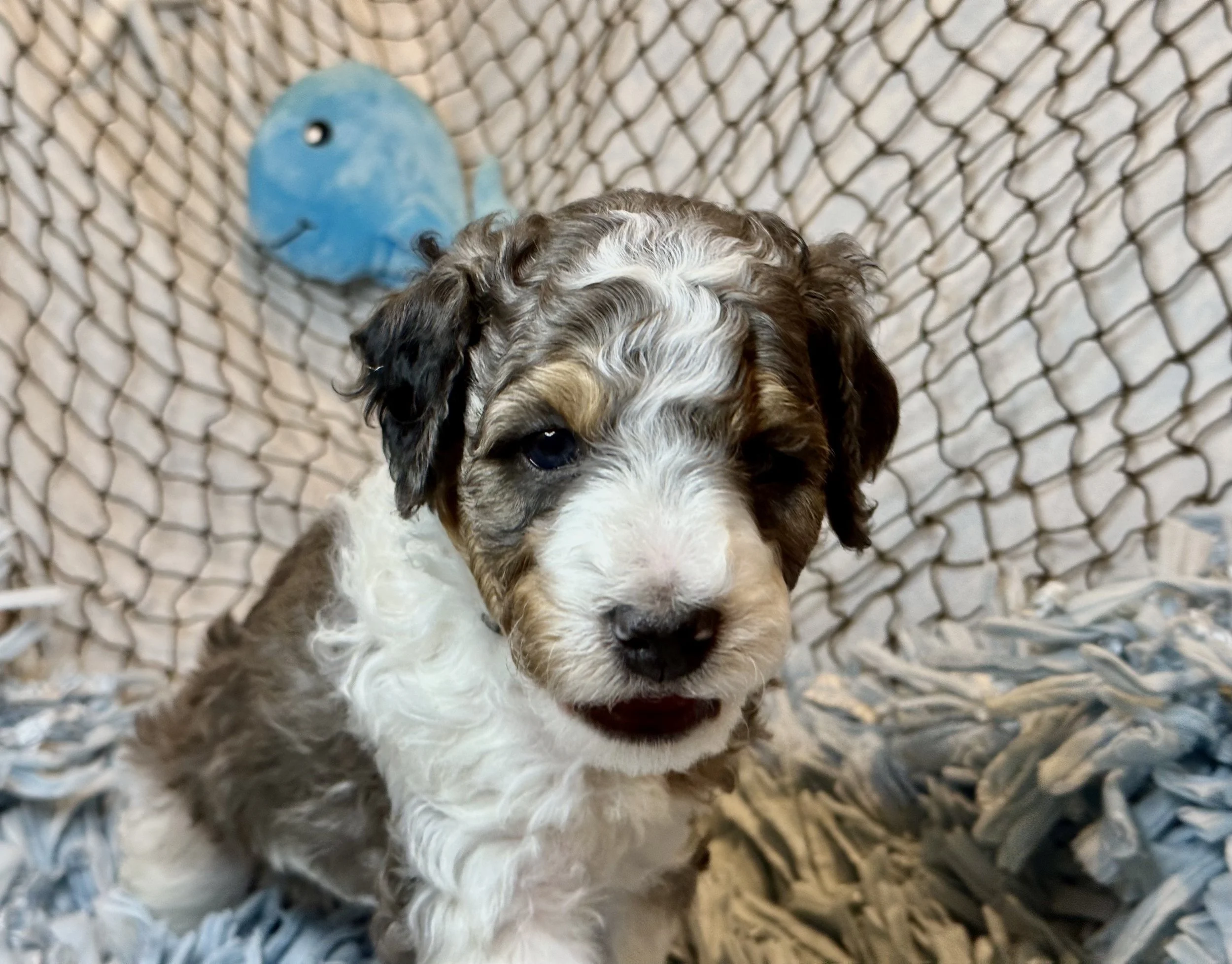 multi-colored-parti-poodle-puppy