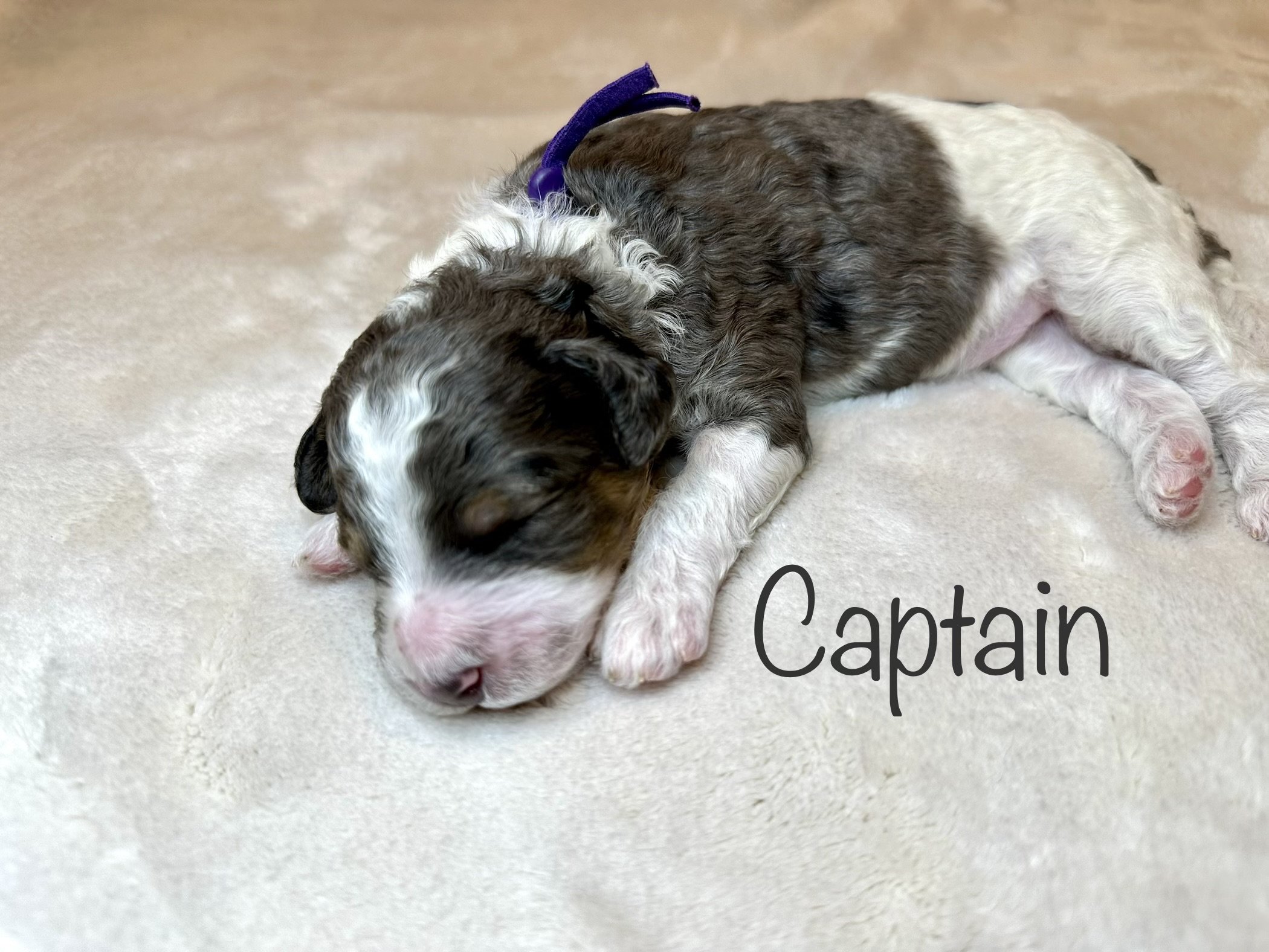 merle-parti-poodle-puppy-sleeping