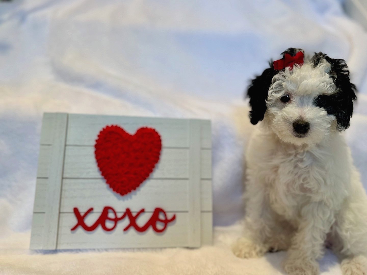 black-and-white-parti-poodle-puppy