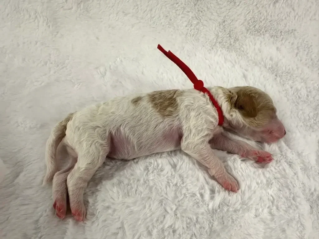 apricot and white parti poodle puppy with red collar