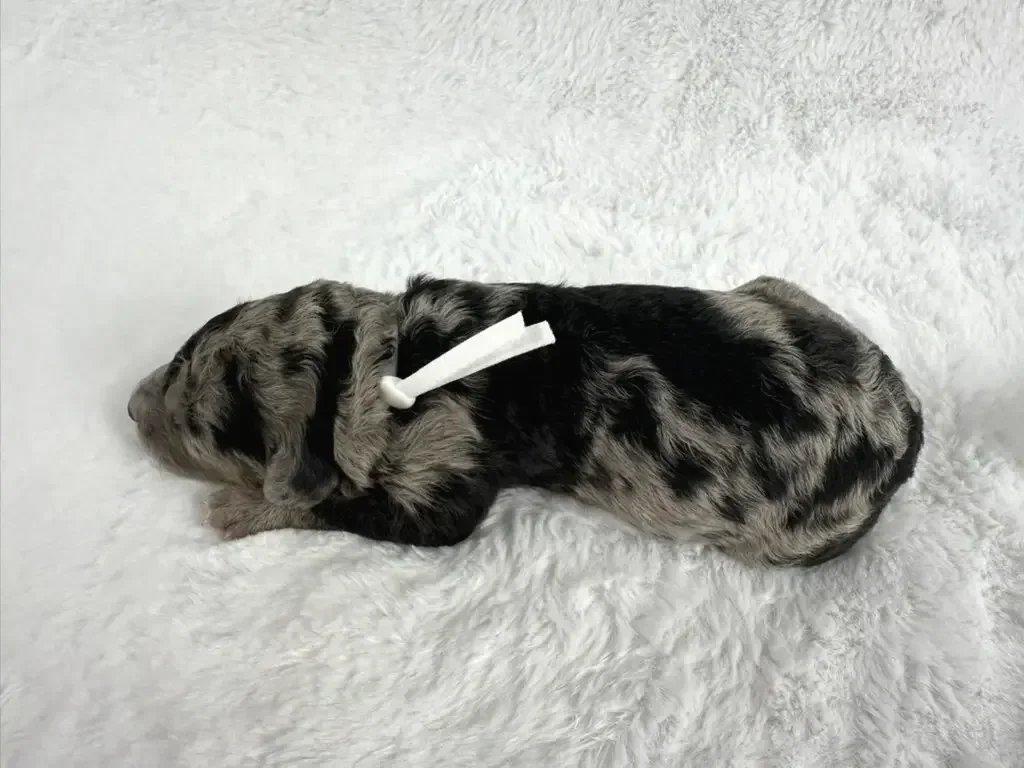 grey with black spots poodle puppy and white collar
